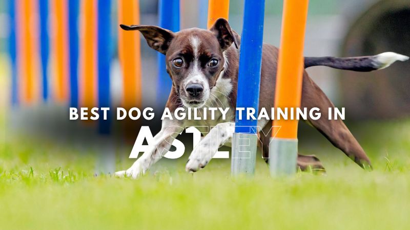 Best Dog Agility Training in Astley