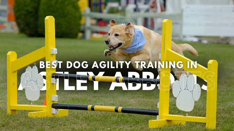 Best Dog Agility Training in Astley Abbotts