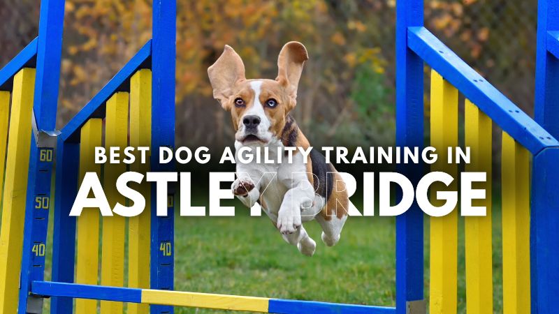 Best Dog Agility Training in Astley Bridge