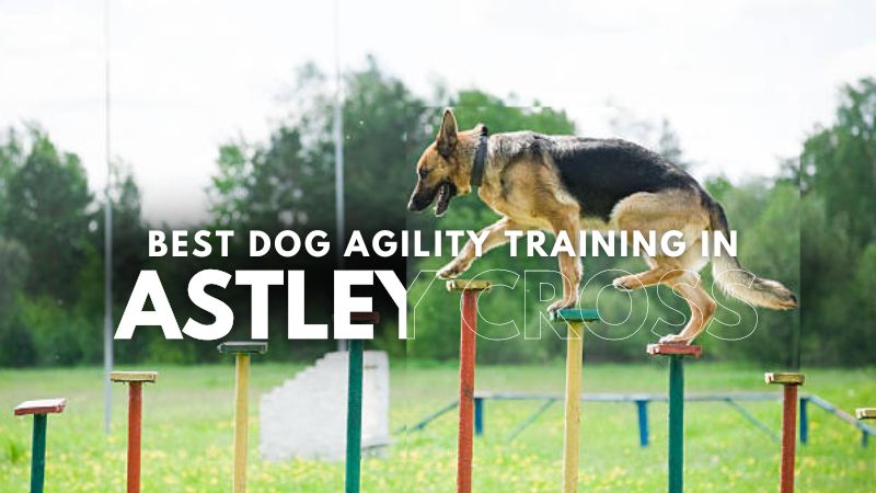Best Dog Agility Training in Astley Cross