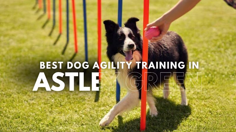 Best Dog Agility Training in Astley Green