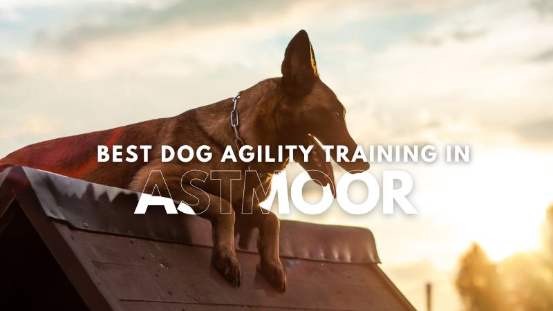 Best Dog Agility Training in Astmoor