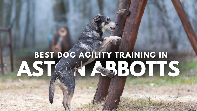Best Dog Agility Training in Aston Abbotts