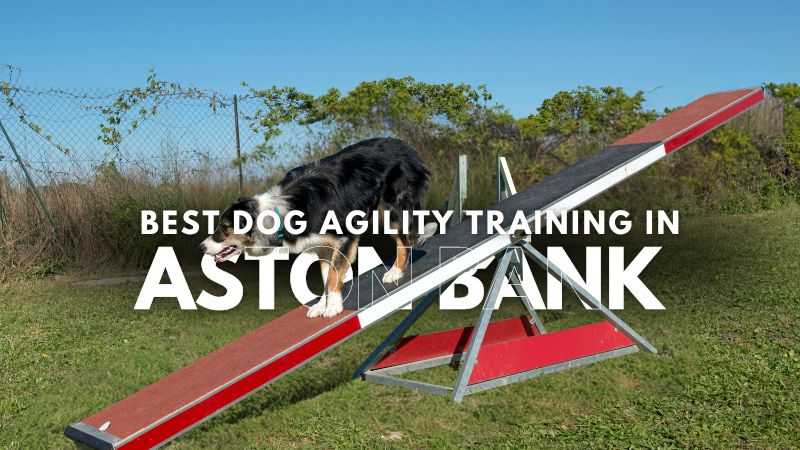 Best Dog Agility Training in Aston Bank