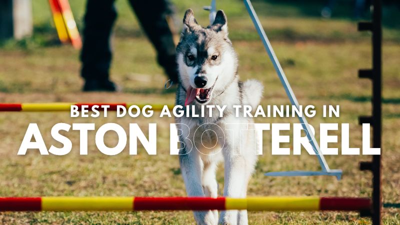 Best Dog Agility Training in Aston Botterell
