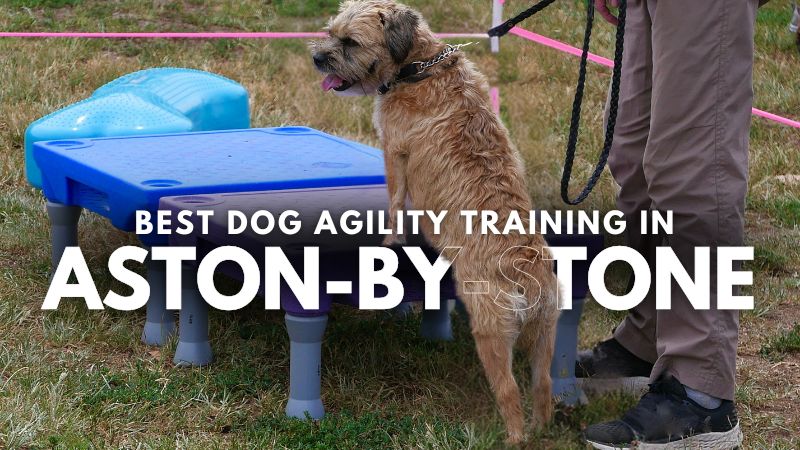 Best Dog Agility Training in Aston-By-Stone