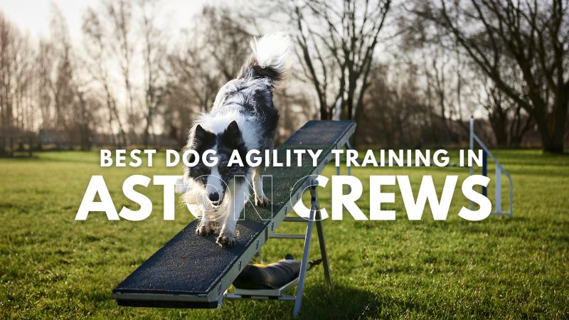 Best Dog Agility Training in Aston Crews