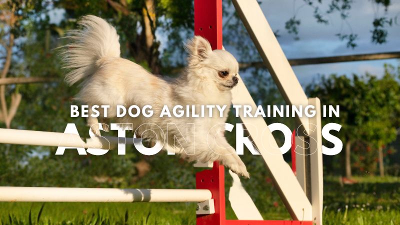 Best Dog Agility Training in Aston Cross