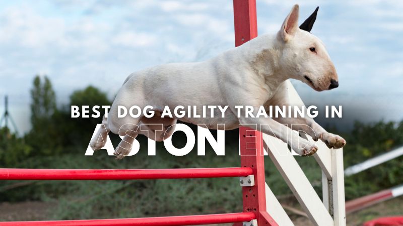 Best Dog Agility Training in Aston End