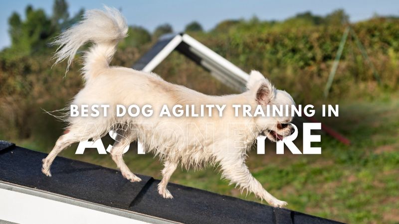 Best Dog Agility Training in Aston Eyre