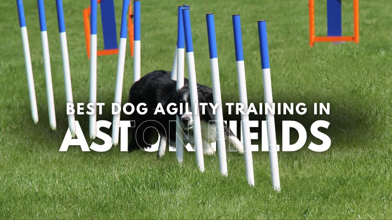 Best Dog Agility Training in Aston Fields