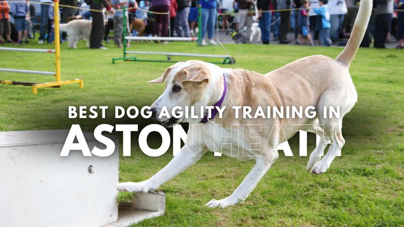 Best Dog Agility Training in Aston Heath