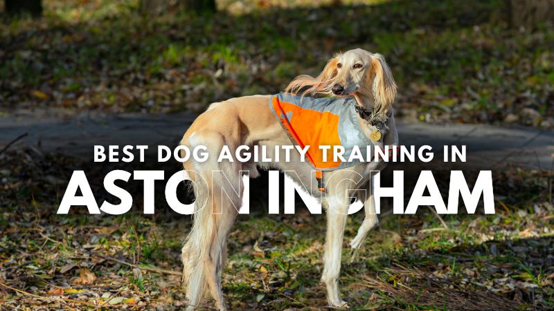 Best Dog Agility Training in Aston Ingham