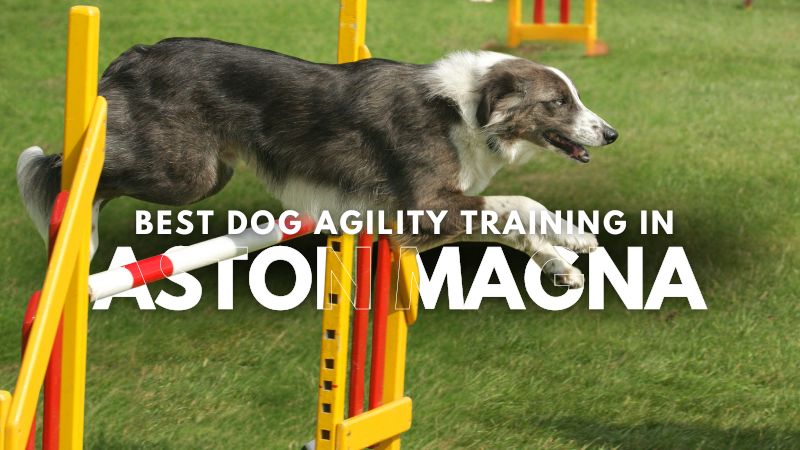 Best Dog Agility Training in Aston Magna