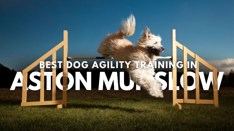 Best Dog Agility Training in Aston Munslow