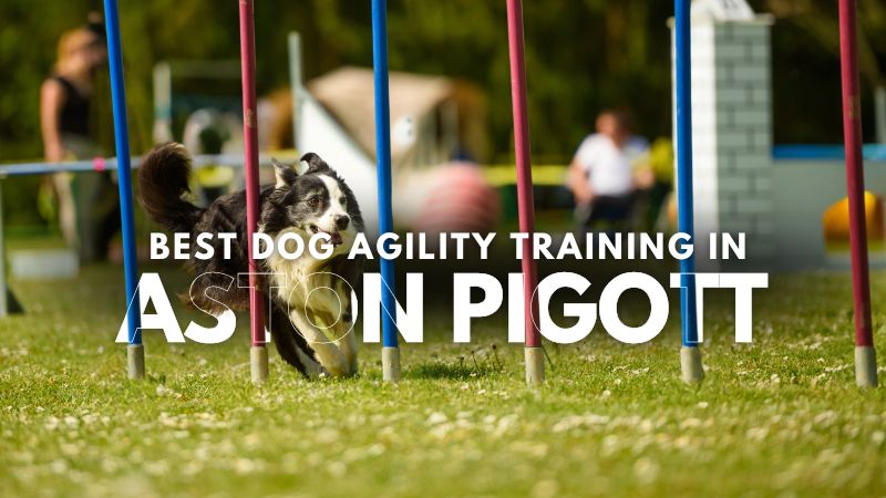 Best Dog Agility Training in Aston Pigott