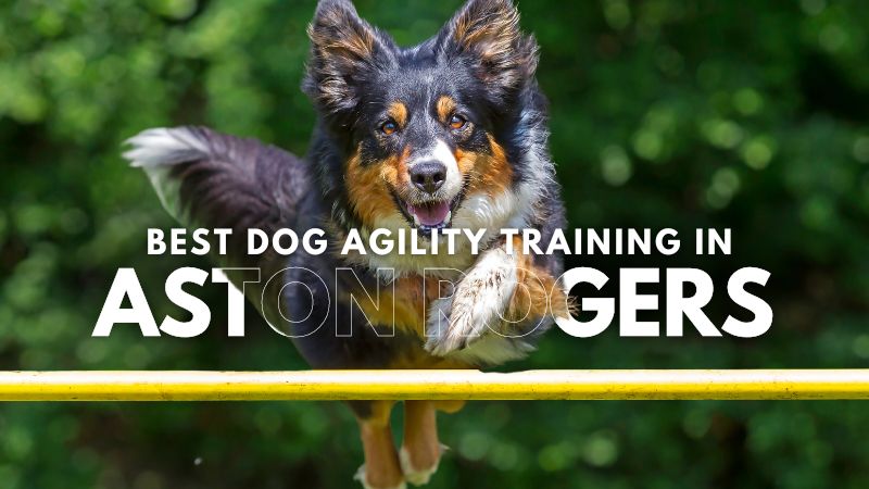 Best Dog Agility Training in Aston Rogers