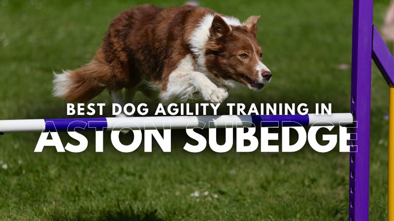 Best Dog Agility Training in Aston Subedge