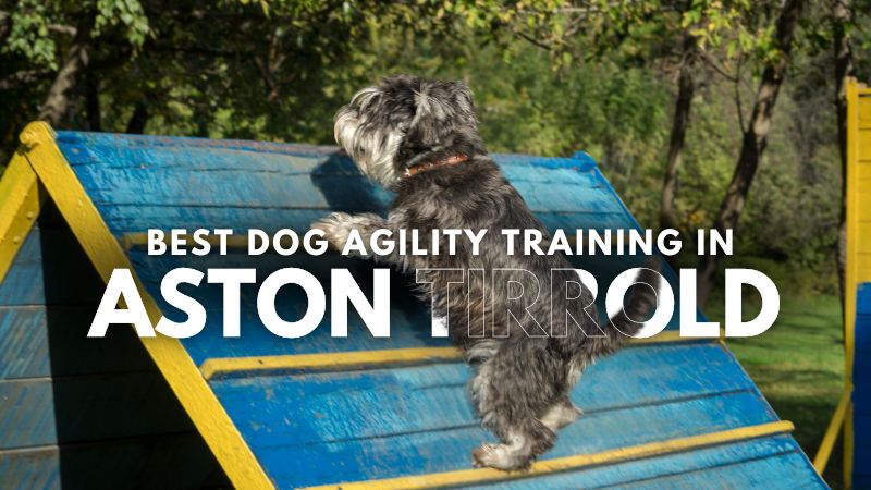 Best Dog Agility Training in Aston Tirrold