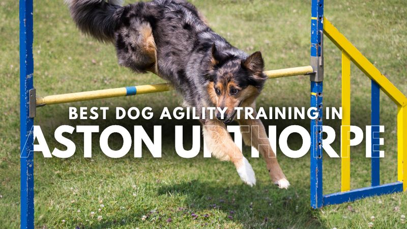 Best Dog Agility Training in Aston Upthorpe