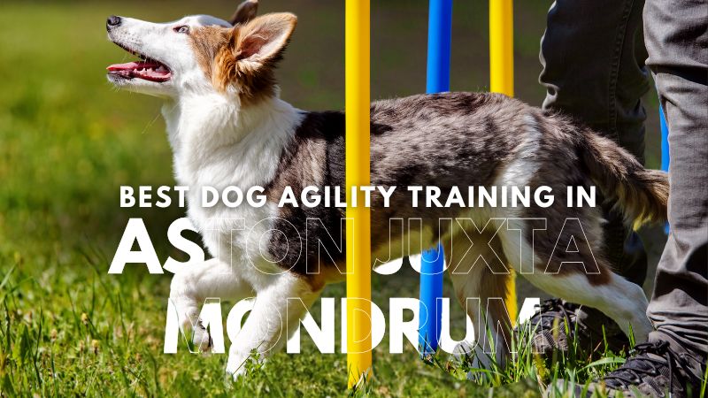 Best Dog Agility Training in Aston juxta Mondrum