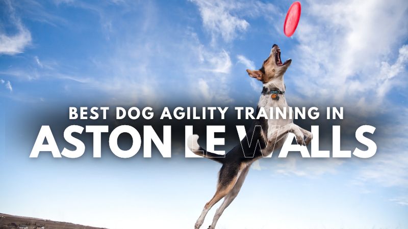 Best Dog Agility Training in Aston le Walls