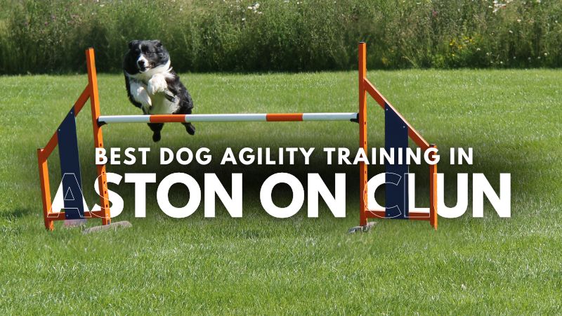 Best Dog Agility Training in Aston on Clun