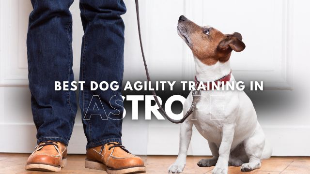 Best Dog Agility Training in Astrope
