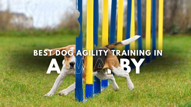 Best Dog Agility Training in Aswarby