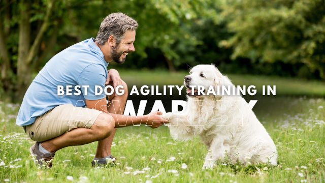 Best Dog Agility Training in Aswardby