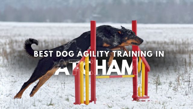 Best Dog Agility Training in Atcham