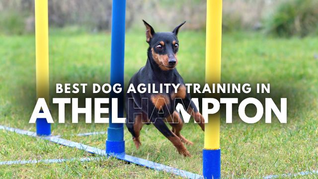 Best Dog Agility Training in Athelhampton