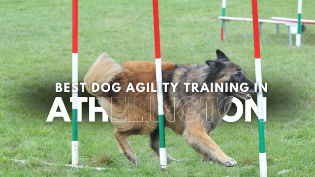 Best Dog Agility Training in Athelington