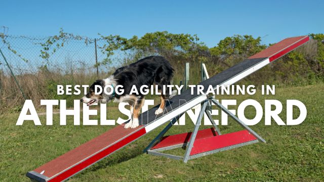 Best Dog Agility Training in Athelstaneford