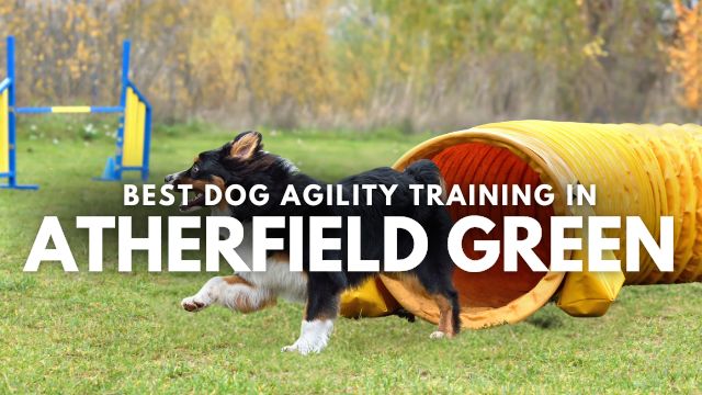 Best Dog Agility Training in Atherfield Green