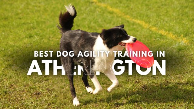 Best Dog Agility Training in Atherington