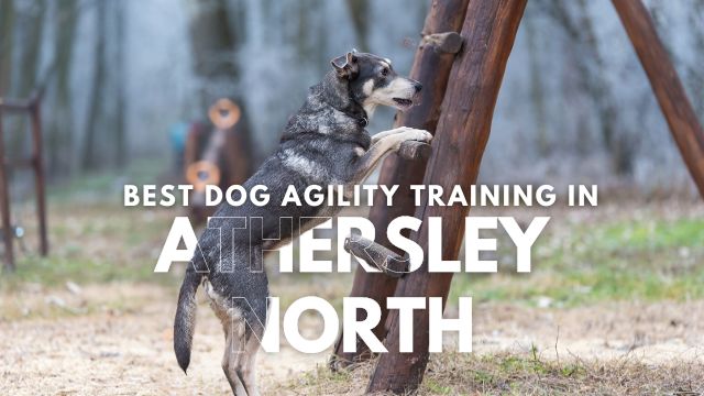 Best Dog Agility Training in Athersley North