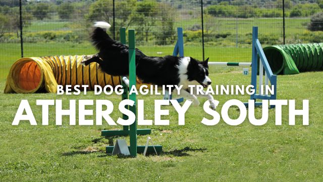 Best Dog Agility Training in Athersley South