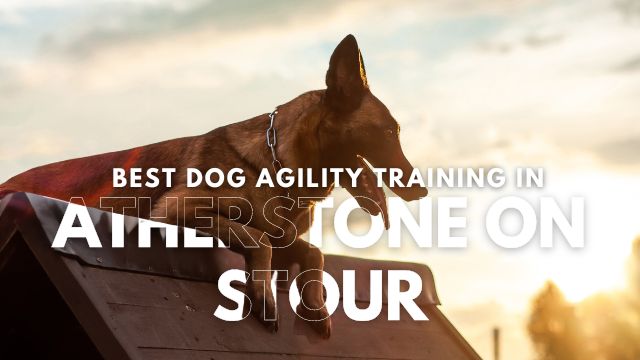 Best Dog Agility Training in Atherstone on Stour