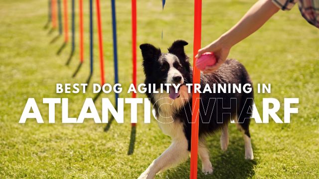 Best Dog Agility Training in Atlantic Wharf