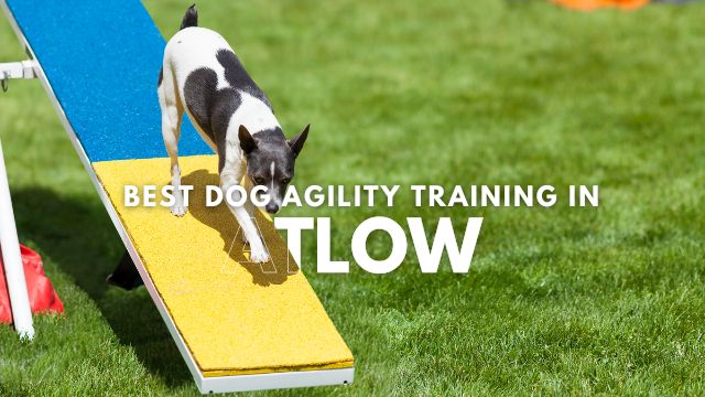 Best Dog Agility Training in Atlow