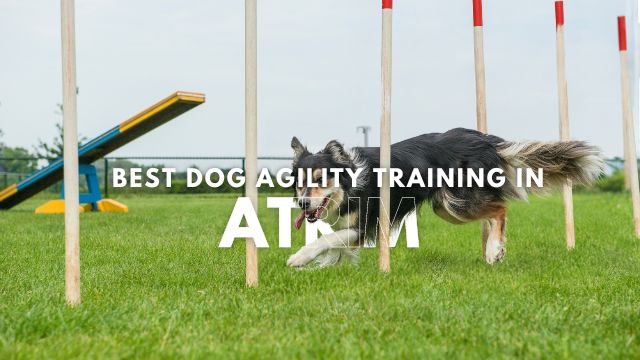 Best Dog Agility Training in Atrim