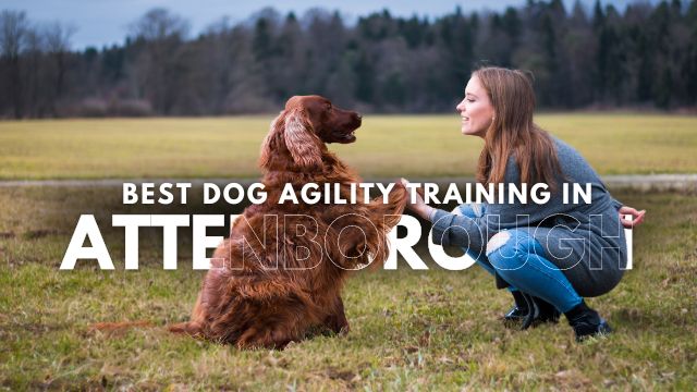Best Dog Agility Training in Attenborough