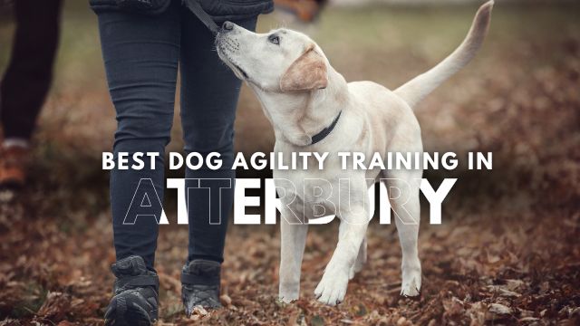 Best Dog Agility Training in Atterbury