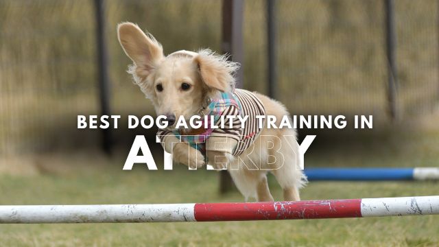 Best Dog Agility Training in Atterby
