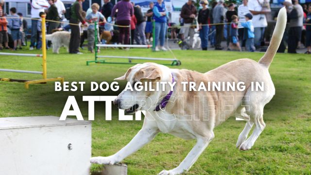 Best Dog Agility Training in Attercliffe