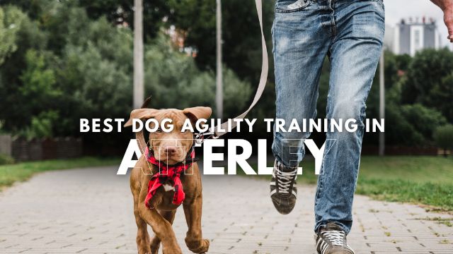 Best Dog Agility Training in Atterley