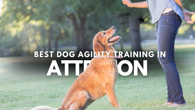 Best Dog Agility Training in Atterton