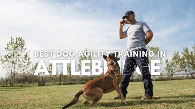 Best Dog Agility Training in Attlebridge