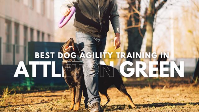 Best Dog Agility Training in Attleton Green